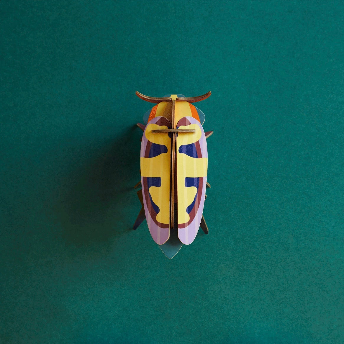 Mango Flower Beetle