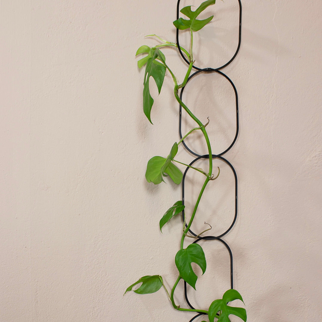 Climbing plant support- black