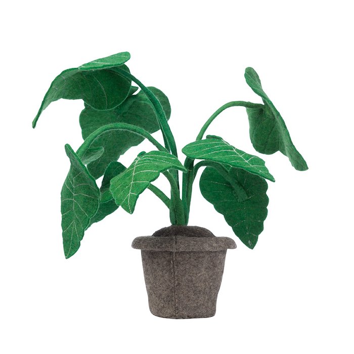 Decoratieplant Alocacia