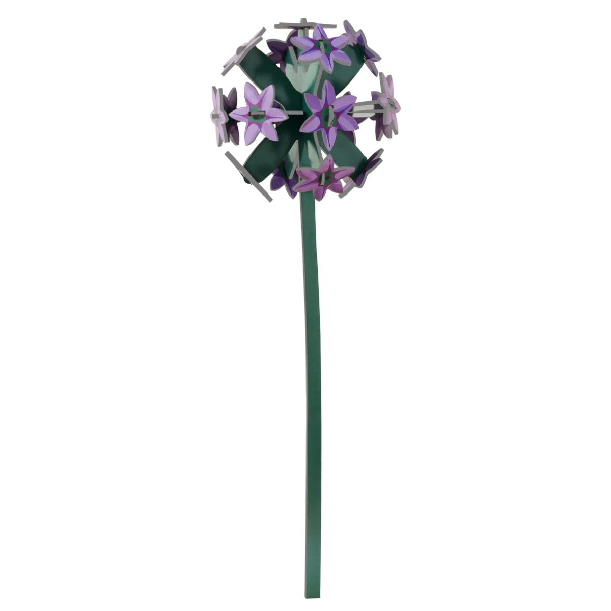 Allium