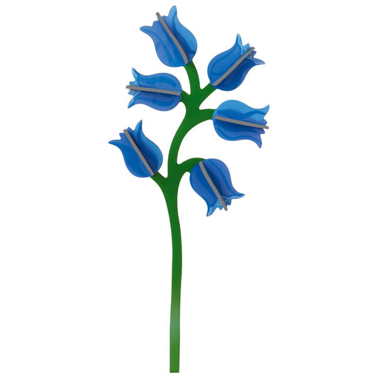 Campanula
