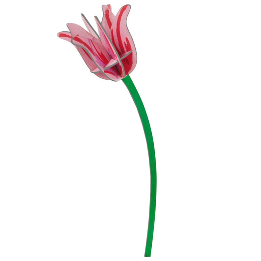 Pink Tulip
