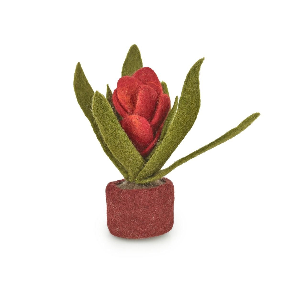 Vilten juna tropische kamerplant