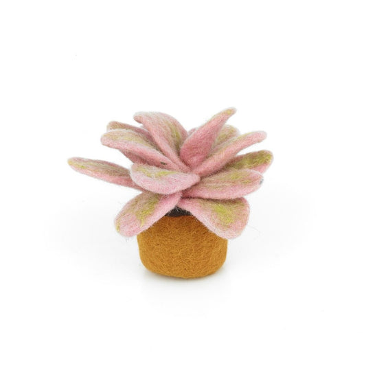 Vilten Candy Leaf Plant