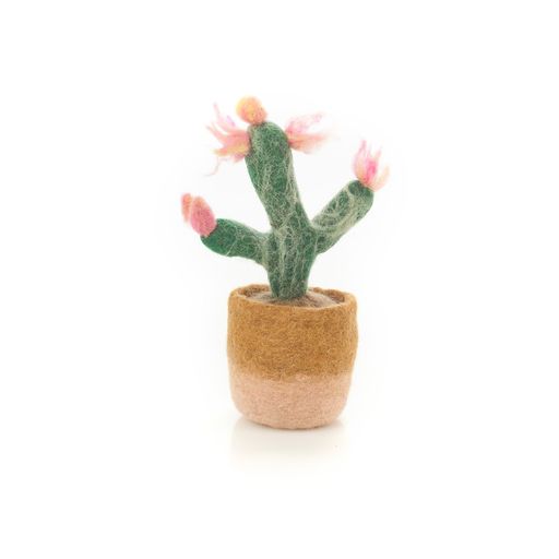 Plante d'intérieur heureuse - Cactus rose