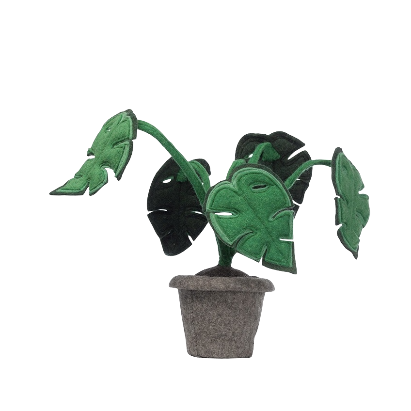 Decoratieplant Monstera