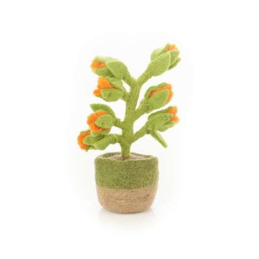 Plante d'intérieur heureuse - Fleur d'oranger
