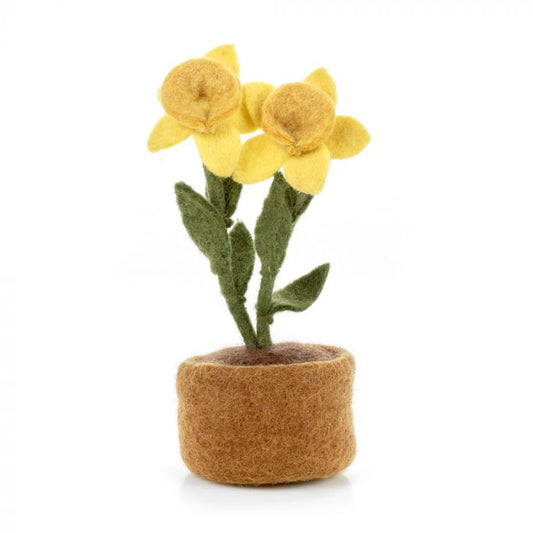 Vilten Narcissen