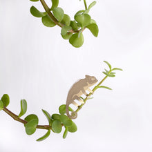 Load image into Gallery viewer, Plant Aminal: Chameleon
