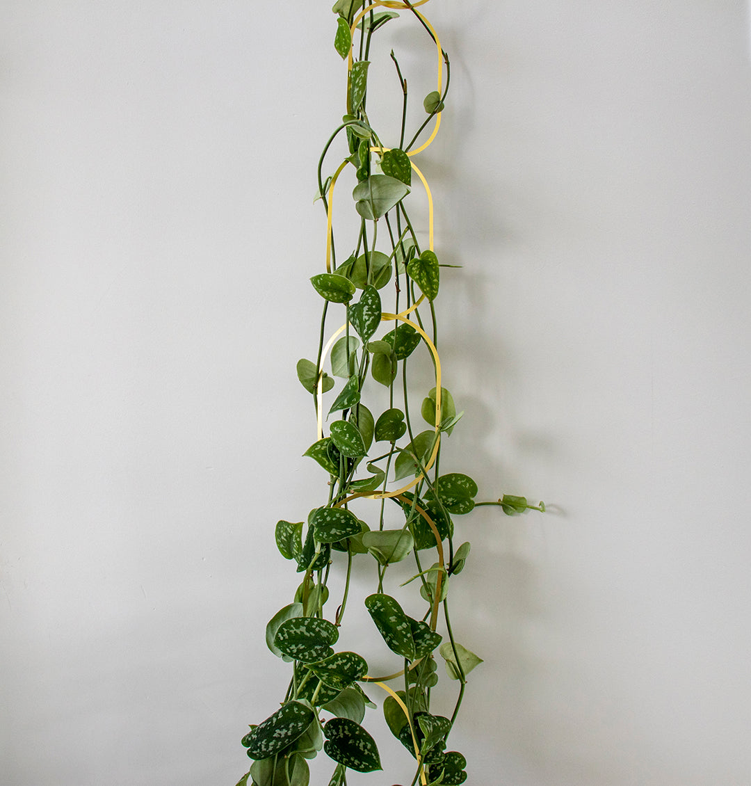 Climbing Plant Support - messing