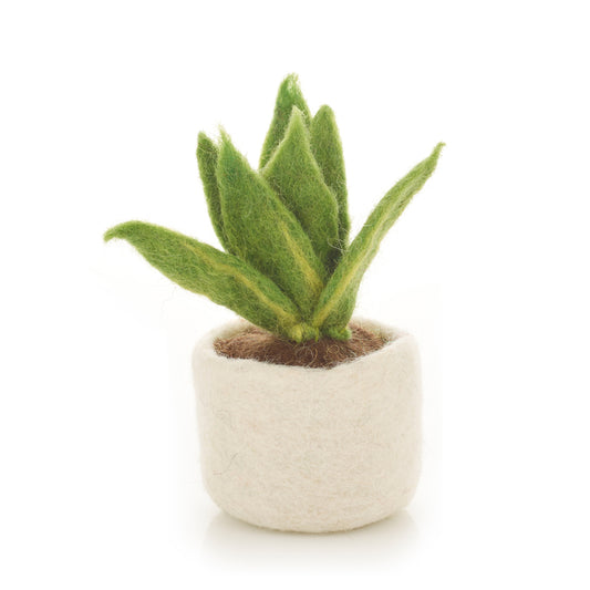 Vilten Sanseveria